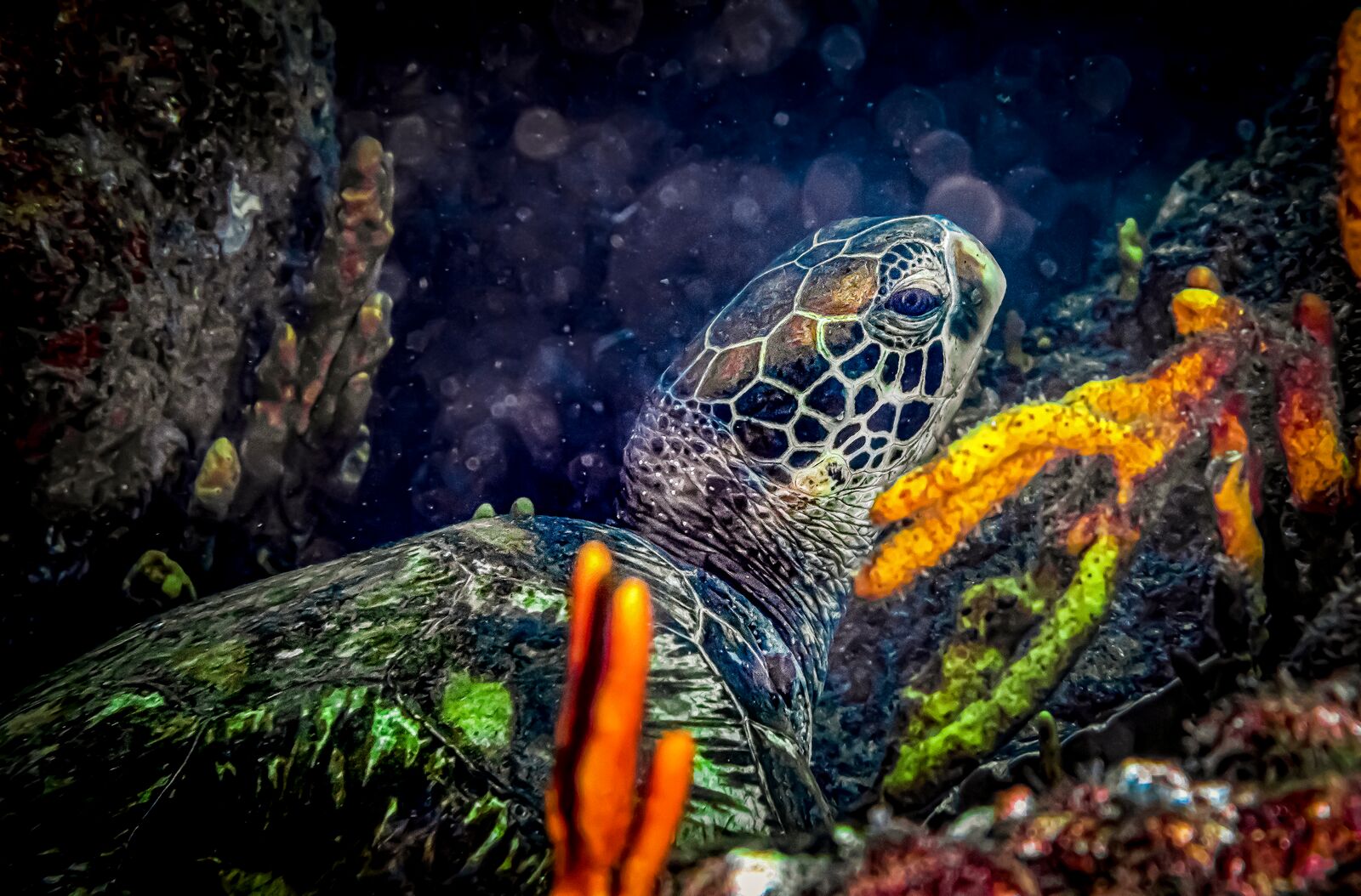 Espetculo natural imperdvel: desova das tartarugas no Panam